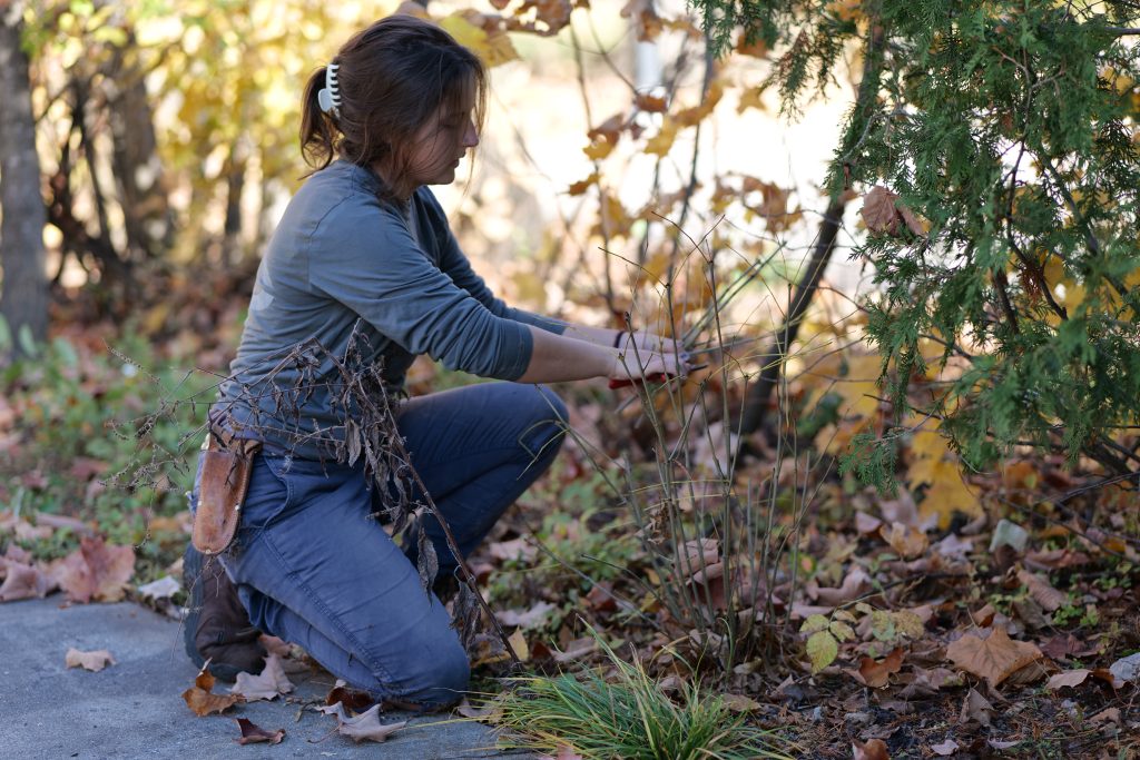 Eva pruning a shrub during a fall cleanup