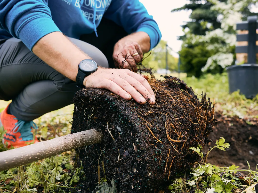 Setting a containerized tree root ball